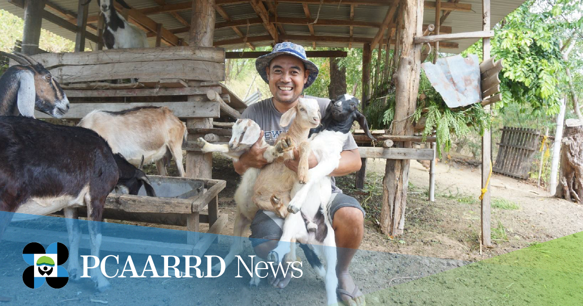  Let’s Doe Business: Offering goat’s milk-based livelihood to mitigate the effects of the COVID-19 pandemic in Central Luzon
